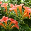 Trumpet Creeper Vine Flower Seeds - Perennial, 100+ Seeds, Orange/Red - Image 1
