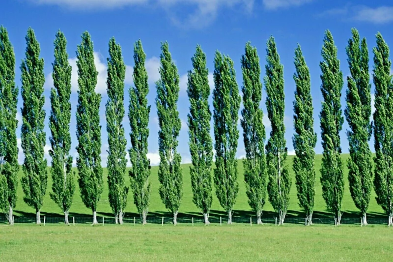 Tulip Poplar Tree Cuttings - Liriodendron tulipifera Flowering Yellow - 7 Cuttings Tulip Poplar Tree Cuttings - Liriodendron tulipifera Flowering Yellow - 7 Cuttings - Image 4