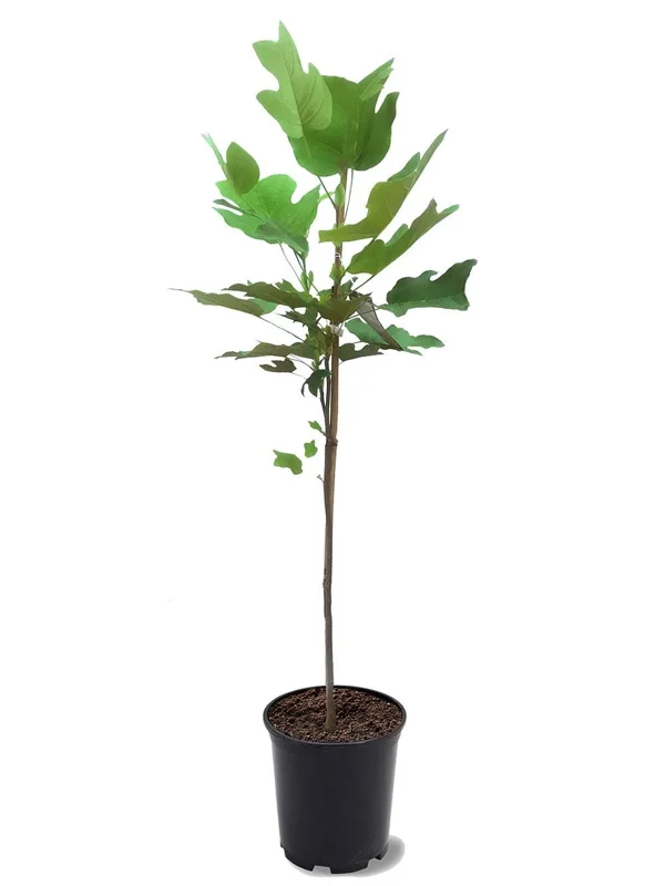 Tulip Poplar Tree Live Plant – Liriodendron tulipifera – 12-18" Tall – 1 Gallon Pot – Shade Tree - Image 2