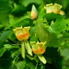 Tulip Poplar Tree Live Plant – Liriodendron tulipifera – 12-18" Tall – 1 Gallon Pot – Shade Tree - Image 1
