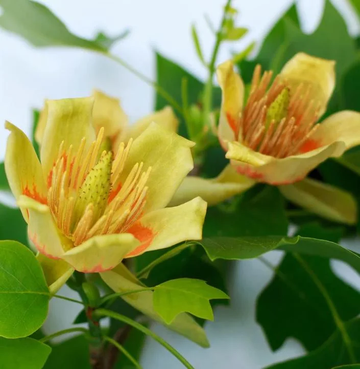 Tulip Tree Live Plant - 6-12 Inch Tall, 4 Inch Pot - Deciduous Shade Tree Tulip Tree Live Plant - 6-12 Inch Tall, 4 Inch Pot - Deciduous Shade Tree - Image 2