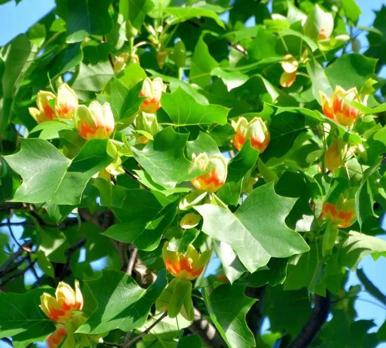 Tulip Tree Live Plant - 6-12 Inch Tall, 4 Inch Pot - Deciduous Shade Tree Tulip Tree Live Plant - 6-12 Inch Tall, 4 Inch Pot - Deciduous Shade Tree - Image 3