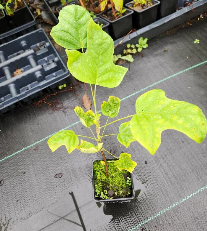 Tulip Tree Live Plant - 6-12 Inch Tall, 4 Inch Pot - Deciduous Shade Tree Tulip Tree Live Plant - 6-12 Inch Tall, 4 Inch Pot - Deciduous Shade Tree - Image 4
