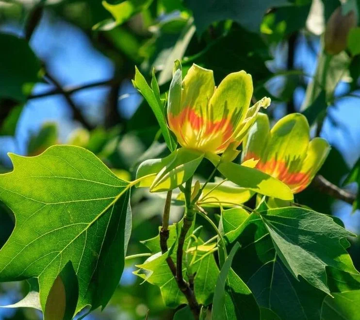 Tulip Tree Live Plant - 6-12 Inch Tall, 4 Inch Pot - Deciduous Shade Tree Tulip Tree Live Plant - 6-12 Inch Tall, 4 Inch Pot - Deciduous Shade Tree - Image 5