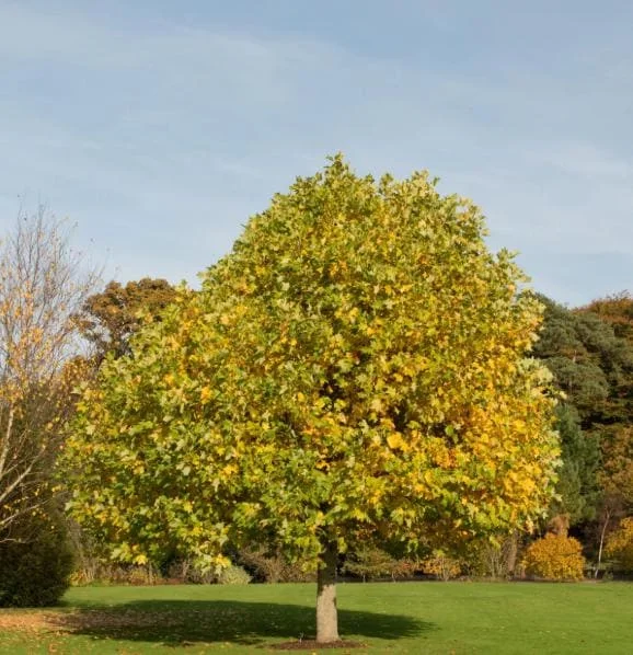 Tulip Tree Live Plant - 6-12 Inch Tall, 4 Inch Pot - Deciduous Shade Tree Tulip Tree Live Plant - 6-12 Inch Tall, 4 Inch Pot - Deciduous Shade Tree - Image 6