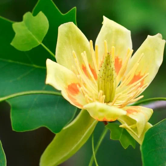 Tulip Tree Live Plant - 6-12 Inch Tall, 4 Inch Pot - Deciduous Shade Tree Tulip Tree Live Plant - 6-12 Inch Tall, 4 Inch Pot - Deciduous Shade Tree - Image 1