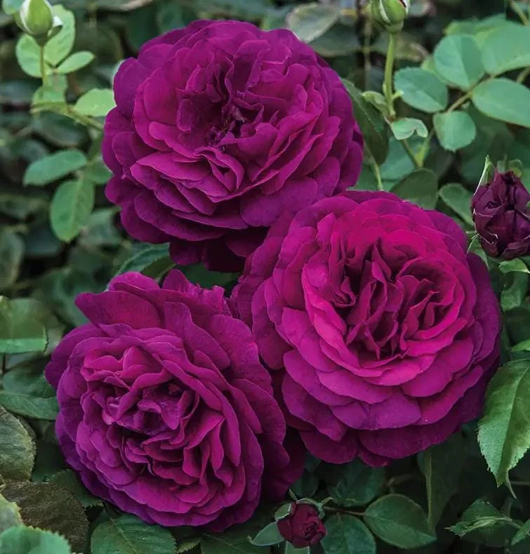 Twilight Zone Purple Rose Live Plant - Grandiflora, Fragrant, 4-7 Inch Tall Twilight Zone Purple Rose Live Plant - Grandiflora, Fragrant, 4-7 Inch Tall - Image 2
