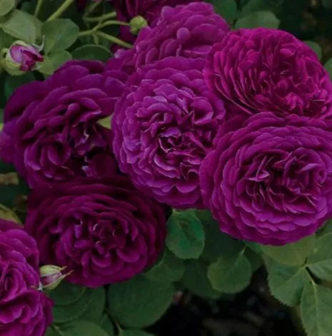 Twilight Zone Purple Rose Live Plant - Grandiflora, Fragrant, 4-7 Inch Tall Twilight Zone Purple Rose Live Plant - Grandiflora, Fragrant, 4-7 Inch Tall - Image 3