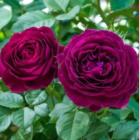 Twilight Zone Purple Rose Live Plant - Grandiflora, Fragrant, 4-7 Inch Tall Twilight Zone Purple Rose Live Plant - Grandiflora, Fragrant, 4-7 Inch Tall - Image 4