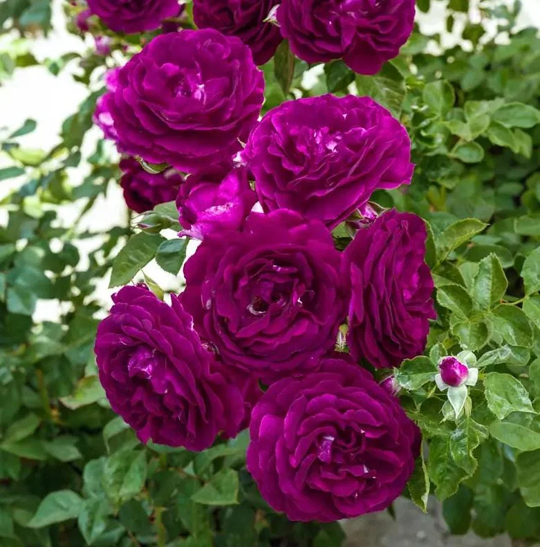 Twilight Zone Purple Rose Live Plant - Grandiflora, Fragrant, 4-7 Inch Tall Twilight Zone Purple Rose Live Plant - Grandiflora, Fragrant, 4-7 Inch Tall - Image 5