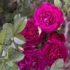 Twilight Zone Purple Rose Live Plant - Grandiflora, Fragrant, 4-7 Inch Tall Twilight Zone Purple Rose Live Plant - Grandiflora, Fragrant, 4-7 Inch Tall - Image 1