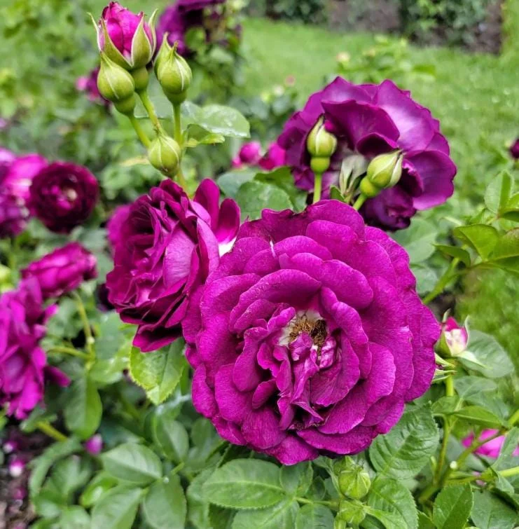 Twilight Zone Purple Rose Live Plant - Grandiflora, Fragrant, 4-7 Inch Tall Twilight Zone Purple Rose Live Plant - Grandiflora, Fragrant, 4-7 Inch Tall - Image 6