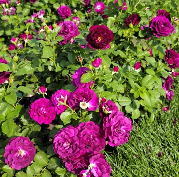 Twilight Zone Purple Rose Live Plant - Grandiflora, Fragrant, 4-7 Inch Tall Twilight Zone Purple Rose Live Plant - Grandiflora, Fragrant, 4-7 Inch Tall - Image 7