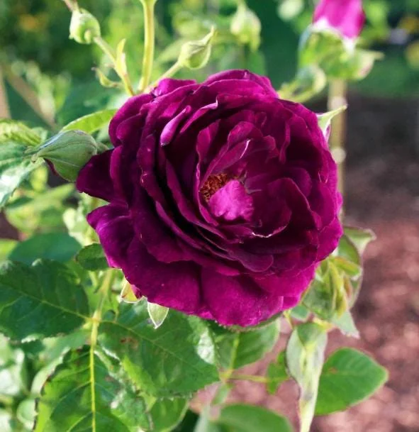 Twilight Zone Purple Rose Live Plant - Grandiflora, Fragrant, 4-7 Inch Tall Twilight Zone Purple Rose Live Plant - Grandiflora, Fragrant, 4-7 Inch Tall - Image 8