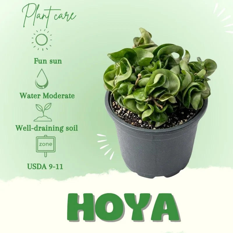 Twisted Hoya Live Plant - Trailing Houseplant in 3 Inch Pot - Indoor Greenery Twisted Hoya Live Plant - Trailing Houseplant in 3 Inch Pot - Indoor Greenery - Image 2