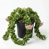 Twisted Hoya Live Plant - Trailing Houseplant in 3 Inch Pot - Indoor Greenery - Image 1