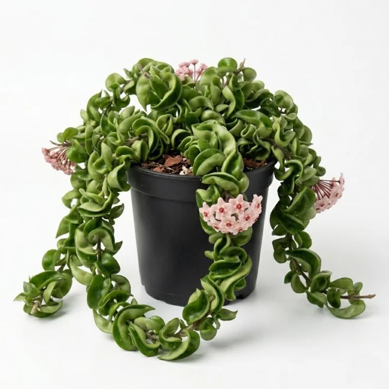 Twisted Hoya Live Plant - Trailing Houseplant in 3 Inch Pot - Indoor Greenery Twisted Hoya Live Plant - Trailing Houseplant in 3 Inch Pot - Indoor Greenery - Image 1