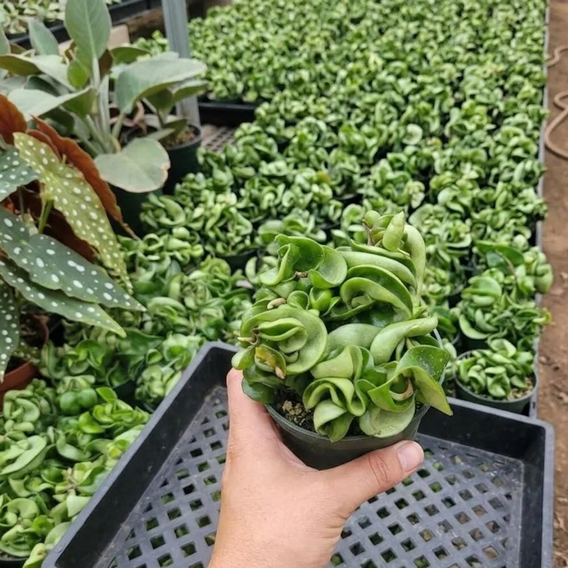 Twisted Hoya Live Plant - Trailing Houseplant in 3 Inch Pot - Indoor Greenery Twisted Hoya Live Plant - Trailing Houseplant in 3 Inch Pot - Indoor Greenery - Image 3