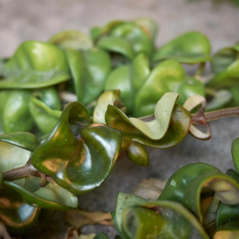 Twisted Hoya Live Plant - Trailing Houseplant in 3 Inch Pot - Indoor Greenery Twisted Hoya Live Plant - Trailing Houseplant in 3 Inch Pot - Indoor Greenery - Image 6
