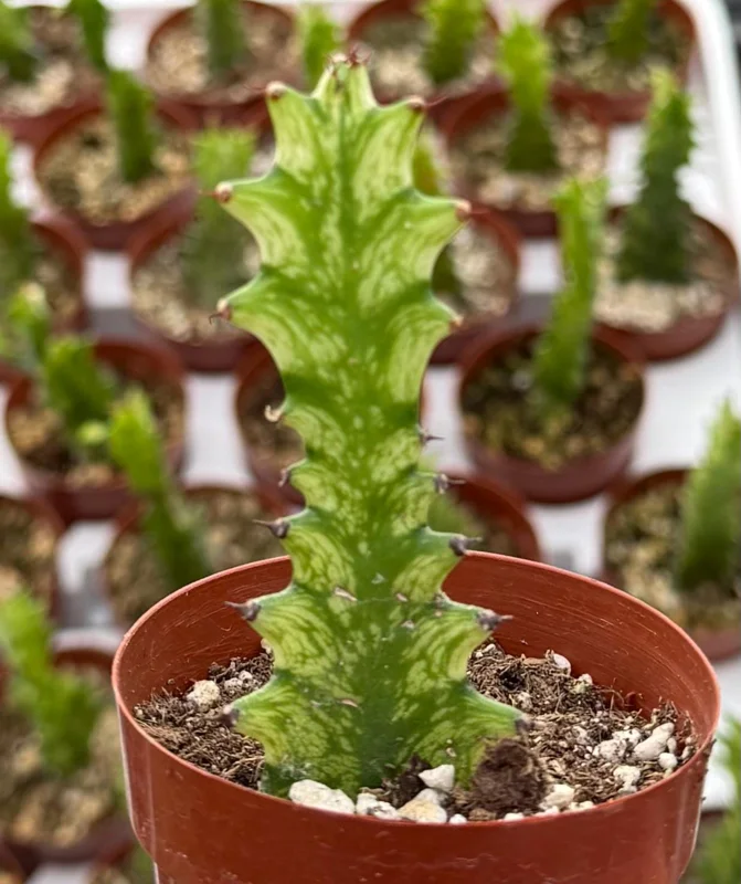 Variegated African Milk Tree - Euphorbia Trigona Live Plant in 3 Inch Pot Variegated African Milk Tree - Euphorbia Trigona Live Plant in 3 Inch Pot - Image 2