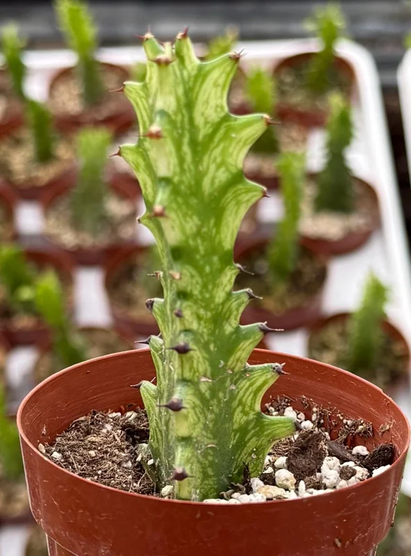 Variegated African Milk Tree - Euphorbia Trigona Live Plant in 3 Inch Pot Variegated African Milk Tree - Euphorbia Trigona Live Plant in 3 Inch Pot - Image 3
