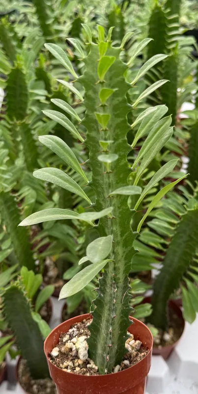 Variegated African Milk Tree - Euphorbia Trigona Live Plant in 3 Inch Pot Variegated African Milk Tree - Euphorbia Trigona Live Plant in 3 Inch Pot - Image 4