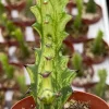 Variegated African Milk Tree - Euphorbia Trigona Live Plant in 3 Inch Pot Variegated African Milk Tree - Euphorbia Trigona Live Plant in 3 Inch Pot - Image 1