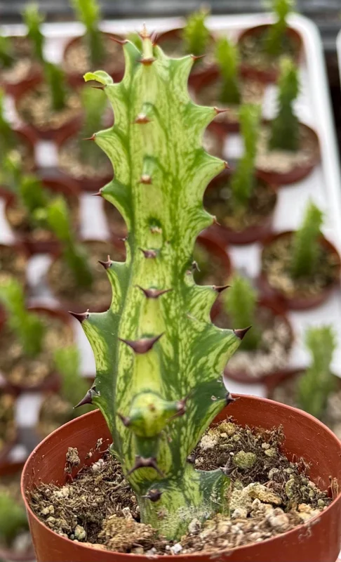 Variegated African Milk Tree - Euphorbia Trigona Live Plant in 3 Inch Pot Variegated African Milk Tree - Euphorbia Trigona Live Plant in 3 Inch Pot - Image 1