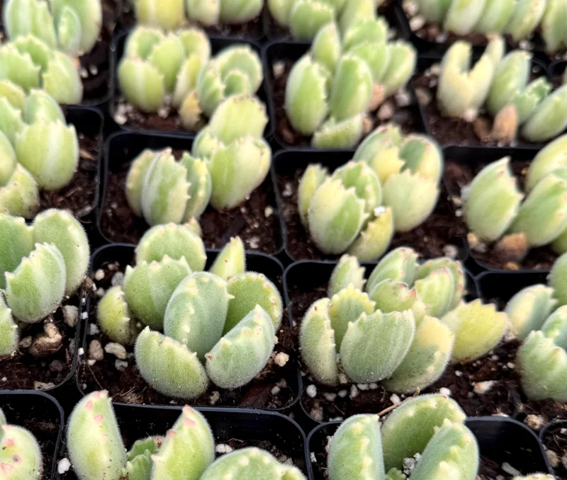 Variegated Bear Paw Succulent Live Plant - Cotyledon Tomentosa, 2-4 Inch Pot, Indoor/Outdoor Variegated Bear Paw Succulent Live Plant - Cotyledon Tomentosa, 2-4 Inch Pot, Indoor/Outdoor - Image 2