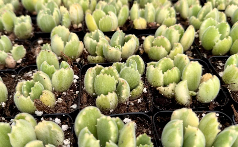 Variegated Bear Paw Succulent Live Plant - Cotyledon Tomentosa, 2-4 Inch Pot, Indoor/Outdoor Variegated Bear Paw Succulent Live Plant - Cotyledon Tomentosa, 2-4 Inch Pot, Indoor/Outdoor - Image 3
