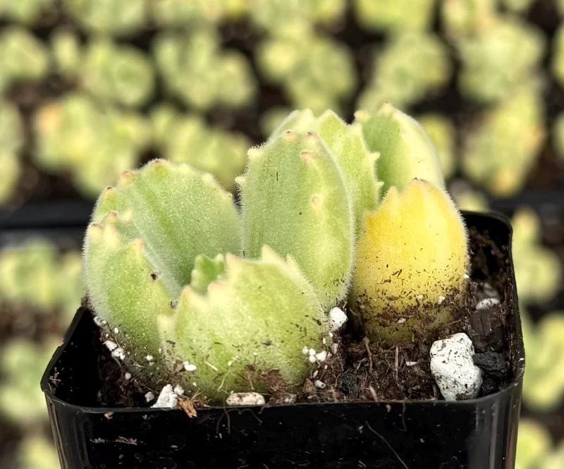 Variegated Bear Paw Succulent Live Plant - Cotyledon Tomentosa, 2-4 Inch Pot, Indoor/Outdoor Variegated Bear Paw Succulent Live Plant - Cotyledon Tomentosa, 2-4 Inch Pot, Indoor/Outdoor - Image 4