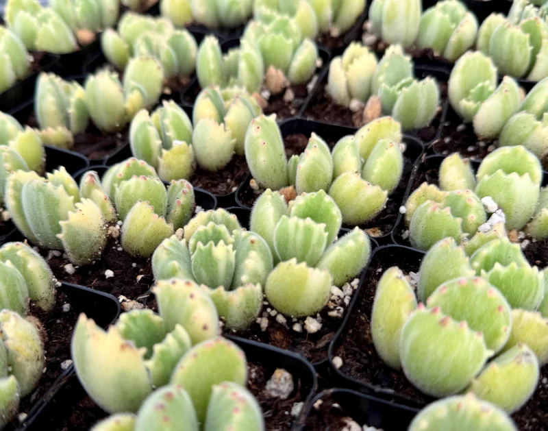 Variegated Bear Paw Succulent Live Plant - Cotyledon Tomentosa, 2-4 Inch Pot, Indoor/Outdoor Variegated Bear Paw Succulent Live Plant - Cotyledon Tomentosa, 2-4 Inch Pot, Indoor/Outdoor - Image 1