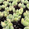 Variegated Bear Paw Succulent Live Plant – Cotyledon tomentosa variegata – 2 or 4 Inch Pot - Image 1