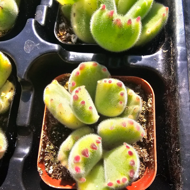 Variegated Bear's Paw Succulent Live Plant - Cotyledon tomentosa - 2in or 4in Pot - Image 2