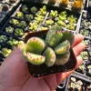 Variegated Bear's Paw Succulent Live Plant - Cotyledon tomentosa - 2in or 4in Pot - Image 1