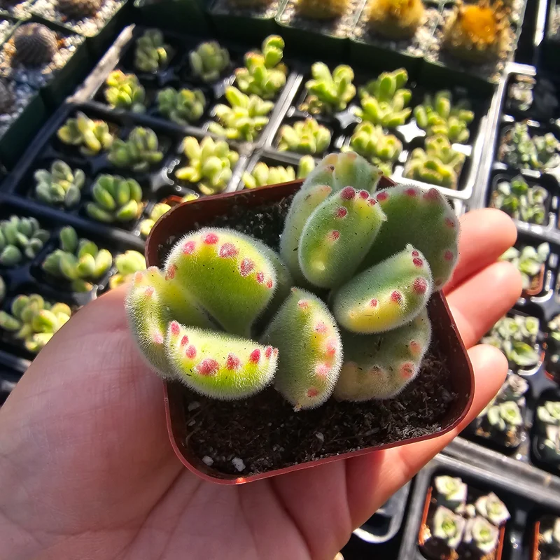 Variegated Bear's Paw Succulent Live Plant - Cotyledon tomentosa - 2in or 4in Pot - Image 1