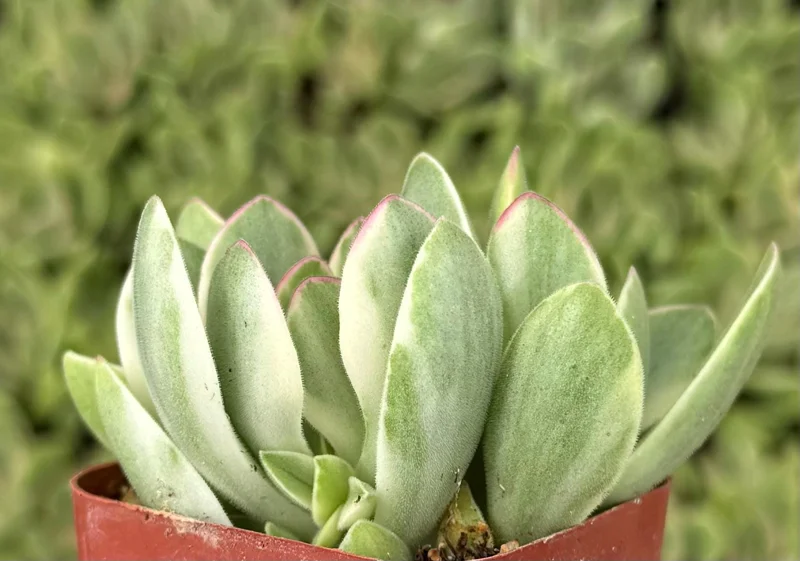 Variegated Crassula Swaziensis Succulent Live Plant | 2 Inch Pot | Money Maker Variegated Crassula Swaziensis Succulent Live Plant | 2 Inch Pot | Money Maker - Image 2