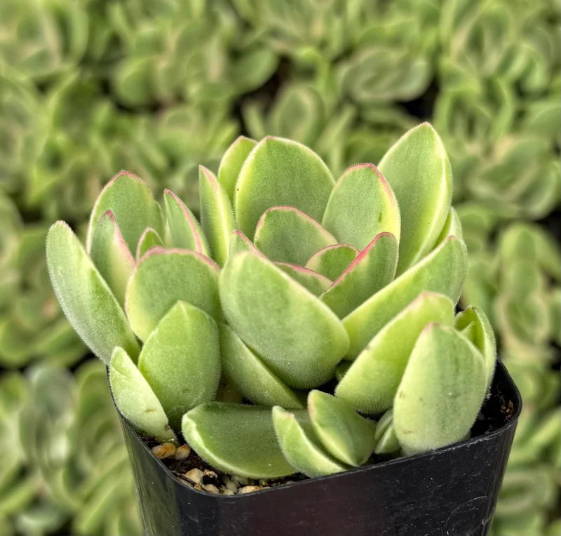Variegated Crassula Swaziensis Succulent Live Plant | 2 Inch Pot | Money Maker Variegated Crassula Swaziensis Succulent Live Plant | 2 Inch Pot | Money Maker - Image 3