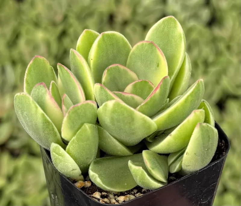 Variegated Crassula Swaziensis Succulent Live Plant | 2 Inch Pot | Money Maker Variegated Crassula Swaziensis Succulent Live Plant | 2 Inch Pot | Money Maker - Image 4