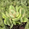 Variegated Crassula Swaziensis Succulent Live Plant | 2 Inch Pot | Money Maker Variegated Crassula Swaziensis Succulent Live Plant | 2 Inch Pot | Money Maker - Image 1