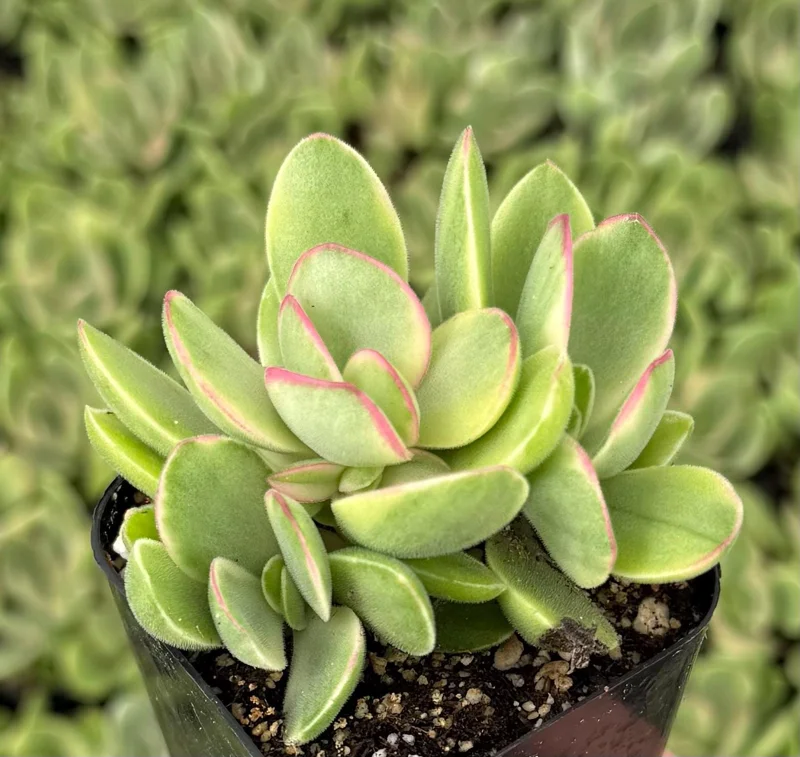 Variegated Crassula Swaziensis Succulent Live Plant | 2 Inch Pot | Money Maker Variegated Crassula Swaziensis Succulent Live Plant | 2 Inch Pot | Money Maker - Image 1