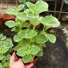 Variegated Cuban Oregano Live Plant - 4 Inch Pot Edible Herb - Indoor/Outdoor - Image 1