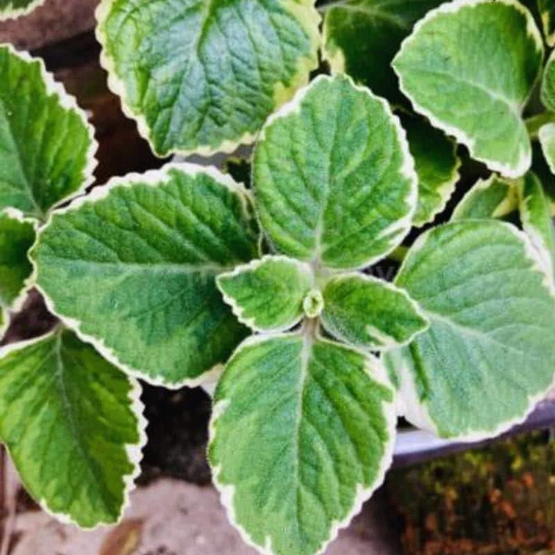Variegated Cuban Oregano Live Plant - 4 Inch Pot - Indoor/Outdoor Herb Variegated Cuban Oregano Live Plant - 4 Inch Pot - Indoor/Outdoor Herb - Image 2