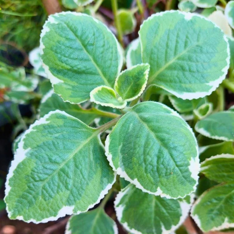 Variegated Cuban Oregano Live Plant - 4 Inch Pot - Indoor/Outdoor Herb Variegated Cuban Oregano Live Plant - 4 Inch Pot - Indoor/Outdoor Herb - Image 3