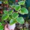 Variegated Cuban Oregano Live Plant - 4 Inch Pot - Indoor/Outdoor Herb - Image 1