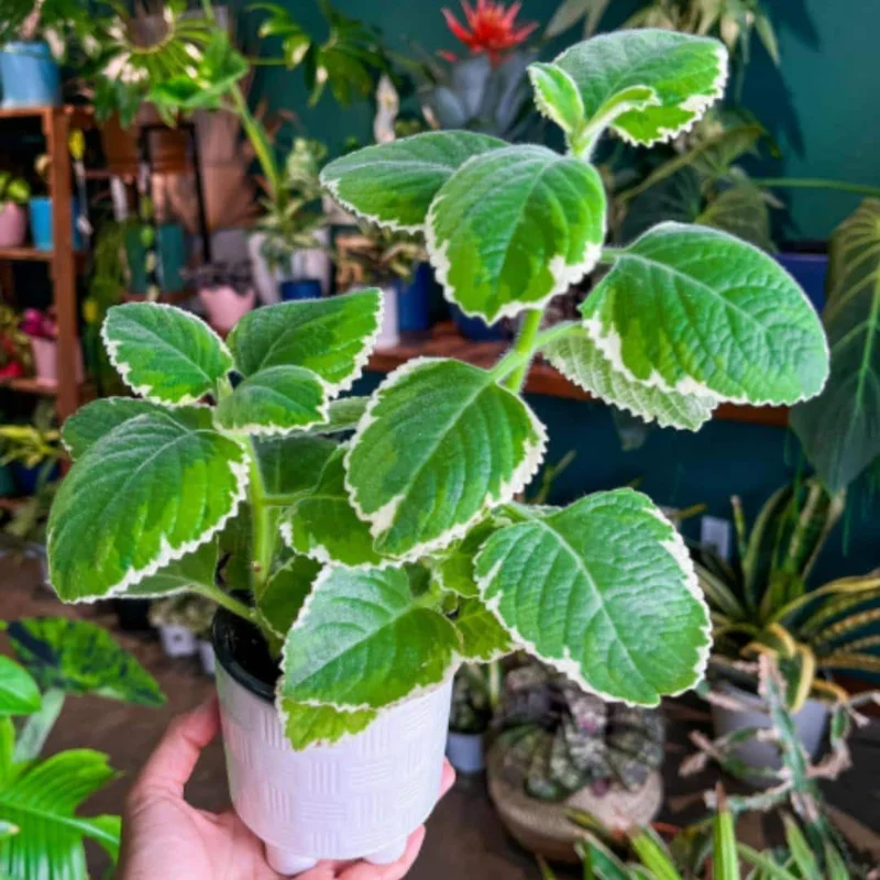 Variegated Cuban Oregano Live Plant - 4 Inch Pot - Indoor/Outdoor Herb Variegated Cuban Oregano Live Plant - 4 Inch Pot - Indoor/Outdoor Herb - Image 1