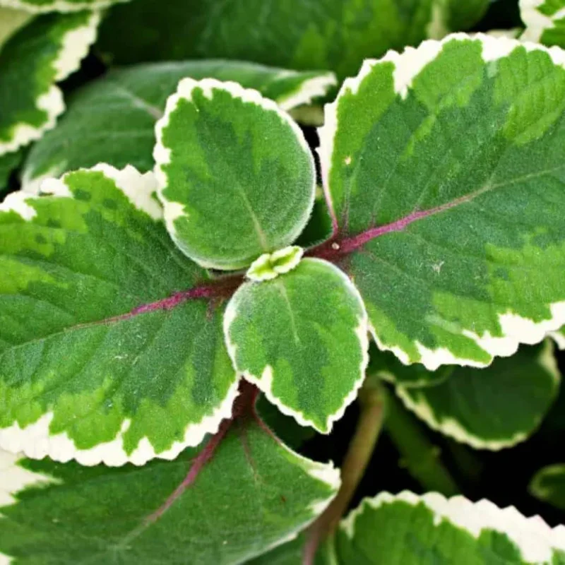 Variegated Cuban Oregano Live Plant - 4 Inch Pot - Indoor/Outdoor Herb Variegated Cuban Oregano Live Plant - 4 Inch Pot - Indoor/Outdoor Herb - Image 4
