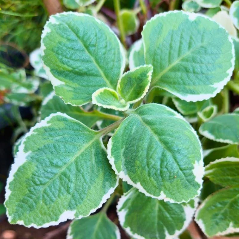Variegated Cuban Oregano Live Plant - 4 Inch Potted Herb for Indoor/Outdoor Variegated Cuban Oregano Live Plant - 4 Inch Potted Herb for Indoor/Outdoor - Image 3