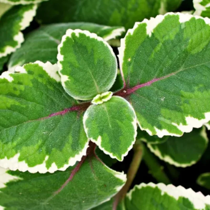 Variegated Cuban Oregano Live Plant - 4 Inch Potted Herb for Indoor/Outdoor Variegated Cuban Oregano Live Plant - 4 Inch Potted Herb for Indoor/Outdoor - Image 4