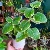 Variegated Cuban Oregano Live Plant - 4 Inch Potted Herb for Indoor/Outdoor - Image 1